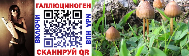 Псилоцибиновые грибы мицелий  Рассказово 